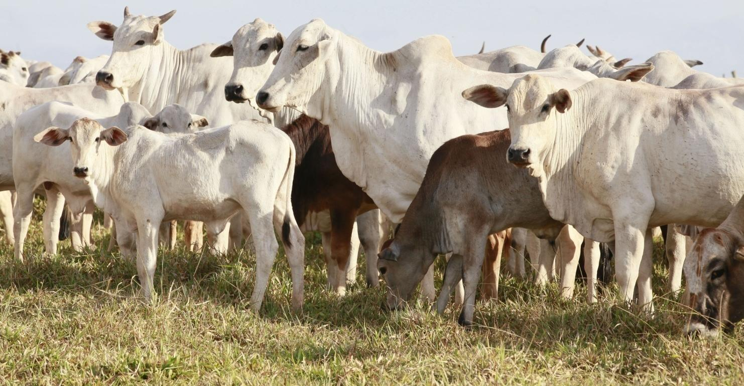 No mercado da vaca gorda, o preço da arroba também seguiu uma trajetória de valorização, que no período foi de 1,79%. De modo que o preço médio da arroba da vaca no período atingiu R$ 119,23.
