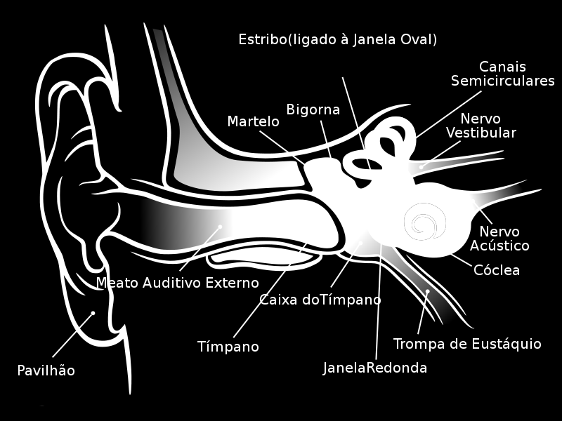 Estado da Arte 11 Figura 2.5 Anatomia do ouvido humano [1.1] 2.3.