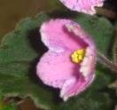 Será considerada flor aberta quando as pétalas estiverem mostrando a cor do pólen no momento da classificação, caso contrário será considerada flor fechada (botão).