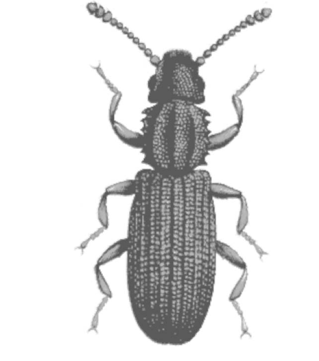 Figura 2. Oryzaephilus surinamensis. Cryptolestes ferrugineus (Col.