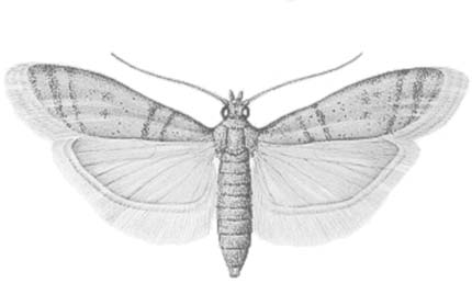 Figura 4. Ephestia kuehniella. Figura 5. Ephestia elutella.