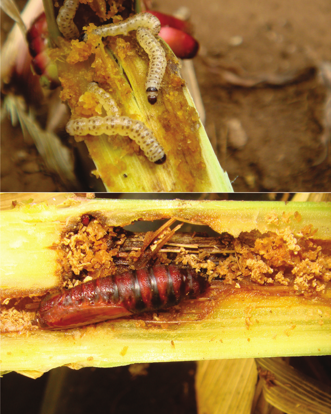 Fotos: Ivan Cruz Lepidoptera como Pragas de Milho Figura 5. Casal de Diatraea saccharalis e Figura 6.