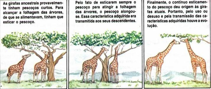 Ex. lei do uso e do desuso - crescimento do pescoço da girafa.