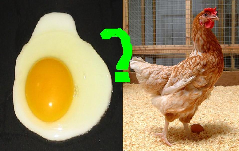 R: De acordo com a teoria da evolução foi o ovo.