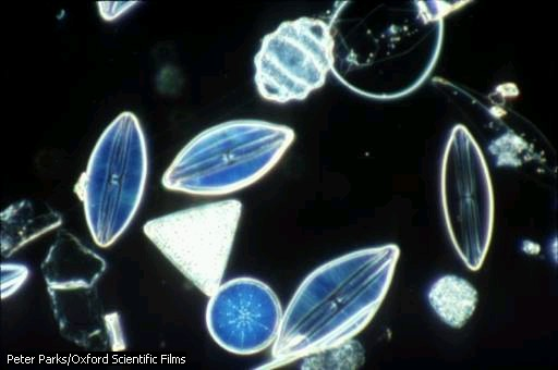 Crisofitas ou Bacilarofitas Algas douradas. Autótrofos por fotossíntese. Marinhas. Sem cílios ou flagelos. Parede celular impregnada de sílica formando uma carapaça (frústula).