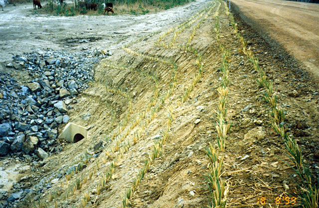 Figura 26 Taludes de aterro na área de bueiro triplo, com linhas de vetiver implantadas (Austrália) Figura 27 Taludes de aterro,