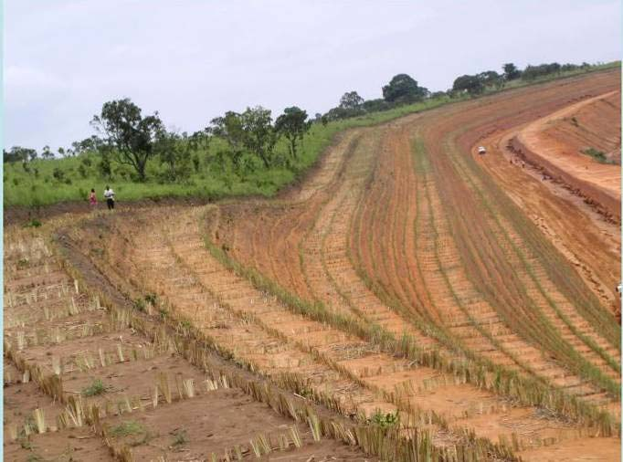 cordões de vetiver na medida em que a obra avança. A Figura 14 mostra o vetiver após três meses de plantado.