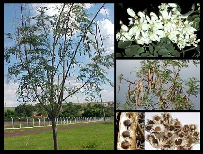 principalmente devido ao seu uso no tratamento de água [SILVA et al., 2010]. Figura 1 - Árvore Moringa oleifera e suas respectivas partes: folhas e flores, vagens e sementes. Segundo Anwar et al.