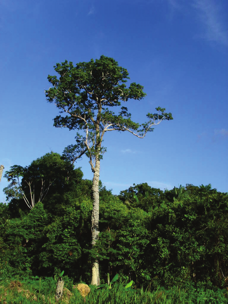 Seleção de Matrizes, Coleta e Manejo de Sementes Florestais Nativas da Amazônia O conhecimento de tal característica da espécie é considerado preponderante quando se tem por finalidade a