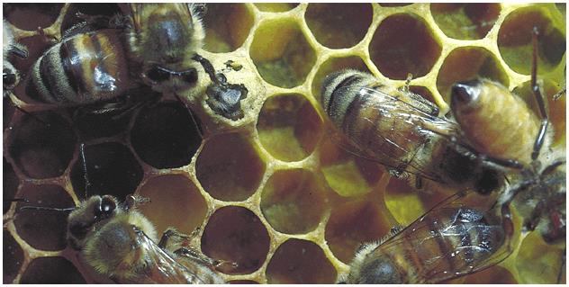 Cera de abelhas acido graxo