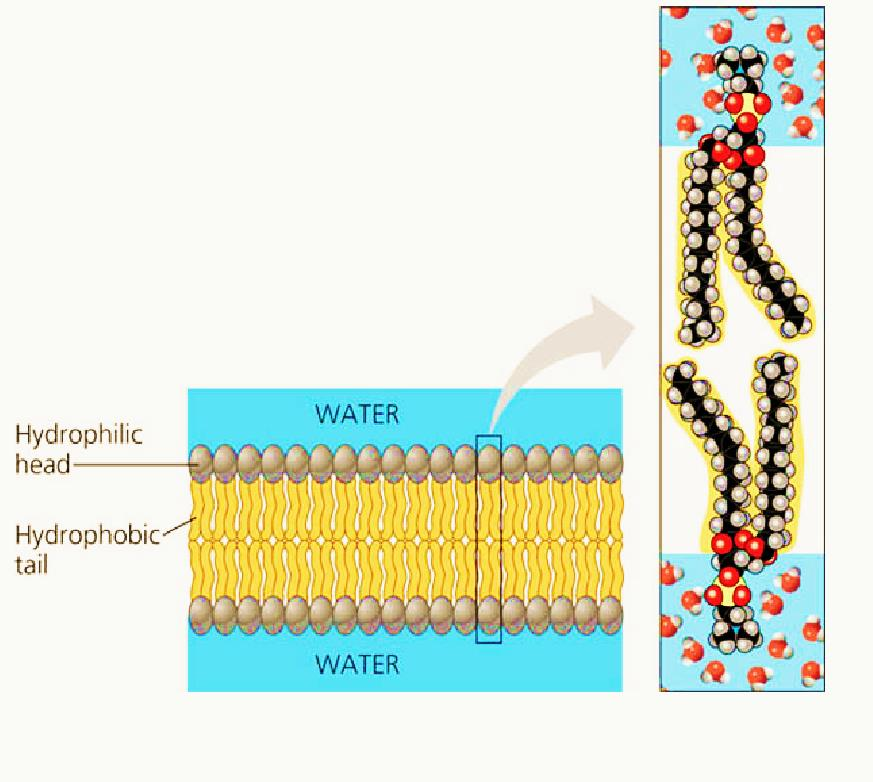 Lipídeos de estruturais ou de membranas Lipídeos das membranas são moléculas anfipáticas possuem um lado polar, hidrofílico e um