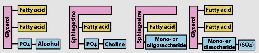 Classificação dos lipídeos de membrana Fosfolipídeos (PO 4 ) Glicolipídeos (açúcar) Glicerofosfolípideos (glicerol) Esfingolipídeos