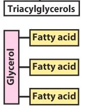 Lipídeos mais simples: compostos de três ácidos graxos, cada um em ligação éster com o mesmo glicerol.