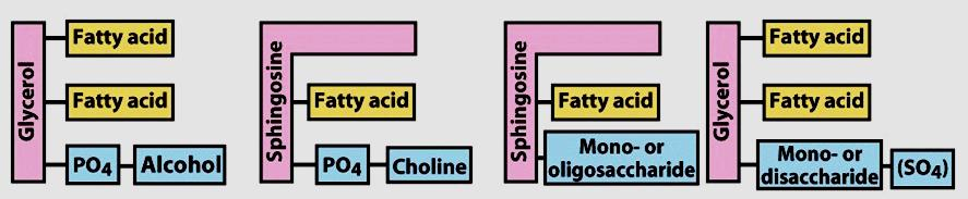 Fosfolipídeos (PO 4 ) Glicolipídeos (açúcar) Glicerofosfolípideos (glicerol)