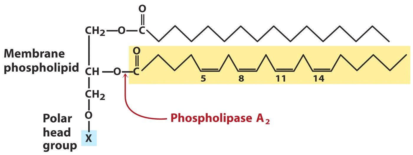 Derivados do ácido araquidônico (20:4 5,8,11,14 ) originário de lipídeos de membrana (animais) e do ácido