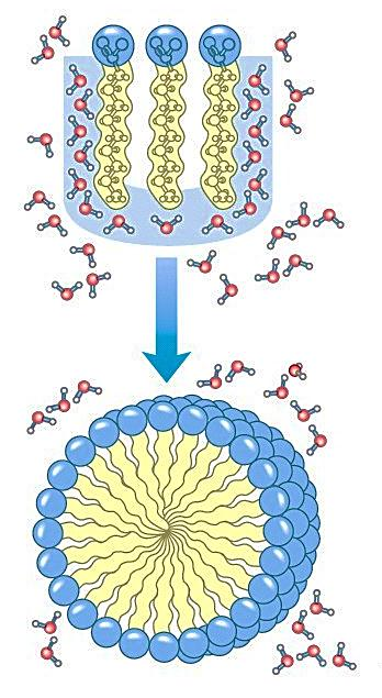Moléculas anfipáticas dispersas forçam a rede de água devido à sua região hidrofóbica.