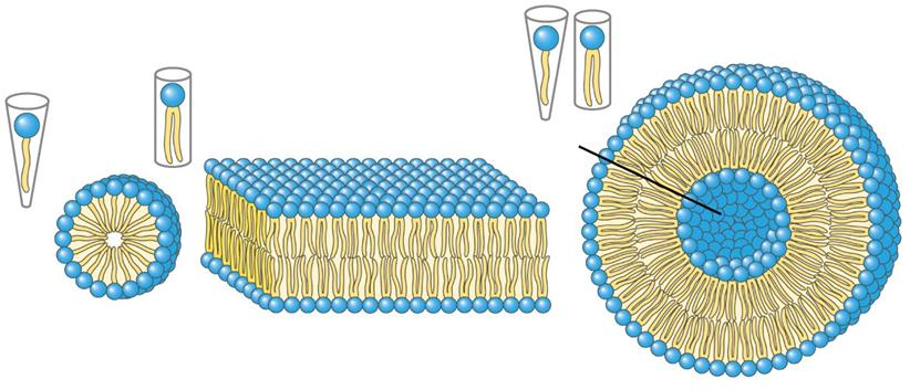Vários agregados lipídicos podem se formar no meio aquoso lipossomos aquoso micelas bicamadas Mecanismo/agregação