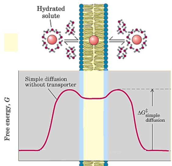 Nas membranas biológicas difusão é difícil ocorrer devido à permeabilidade seletiva delas Para passar pela camada bilipídica um soluto