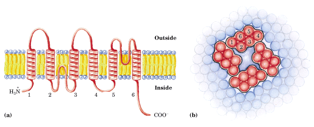 CANAIS Proteínas integrais das membranas fazem o transporte nas células Estrutura da aquaporina Tetrâmero fora dentro Cadeias