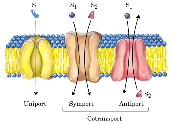 Proteínas carregadoras Existem 3 tipos de transporte passivos, isto é que não gastam energia Transporte Único Co-transporte ou simporte