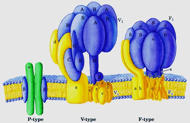 Os transportadores ativos de soluto são complexos protéicos que quebram o ATP fornecendo energia para o transporte contra um gradiente de concentração ou elétrico - ATPases Existem 3 tipos