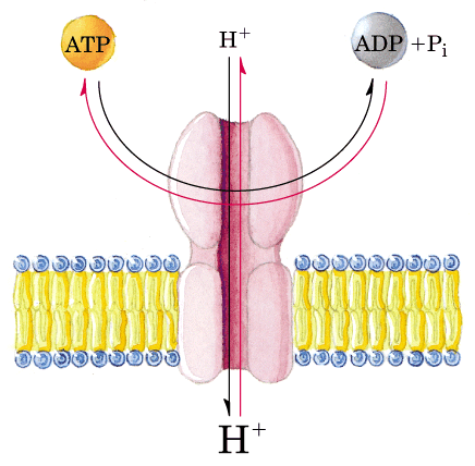 Tem a capacidade de quebrar ou sintetizar ATP dependendo do