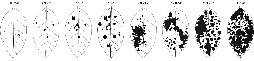 Ensaios em rede para controle de doenças na cultura da soja. Safra 2004/2005 17 Figura 2.1. Escala diagramática para quantificação da severidade do oídio da soja (Erysiphe diffusa) (Mattiazzi, 2003).