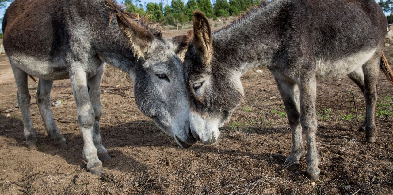 RESERVA DE BURROS Burricando Ponto de encontro: Bilheteira do Convento dos Capuchos Destinatários: 3-12 anos Duração: 2h Calmos e dados à brincadeira, os burros são uma excelente companhia para