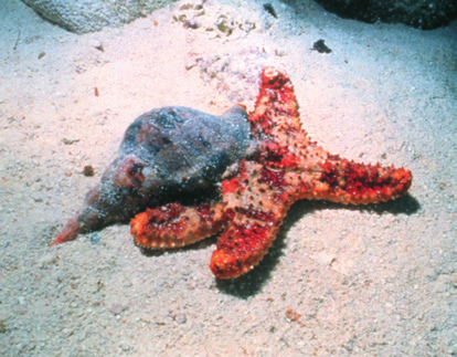 2) (UERJ) A figura a seguir mostra um molusco Triton tritonis sobre uma estrela-do-mar. (www.wikimedia.