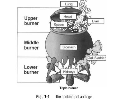 Figura 9: Analogia dentro dos cinco movimento (cookinpot) (WYNN, 2003). 9-) Pontos para tratamento 9.