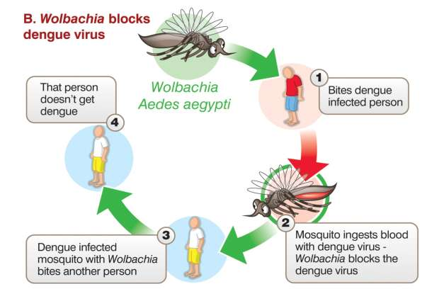 Utilização da bactéria Wolbachia para o bloqueio de dengue em mosquitos Aedes aegypti Coordenador: Luciano Moreira CPqRR - FIOCRUZ/MG Investimento: R$ 1,3 milhões (Decit/SCTIE/MS e Fundação Bill &