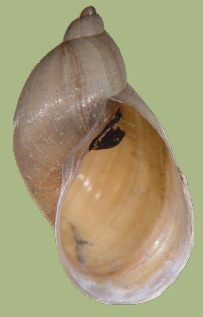 Concha de gastrópode L.columella Ilustração disponível em http://spinner.