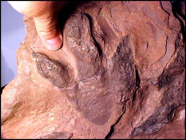 Quais são os principais processos de fossilização?