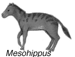 Um exemplo muito bem documentado pelo registro fóssil de especiação por anagênese é o cavalo.
