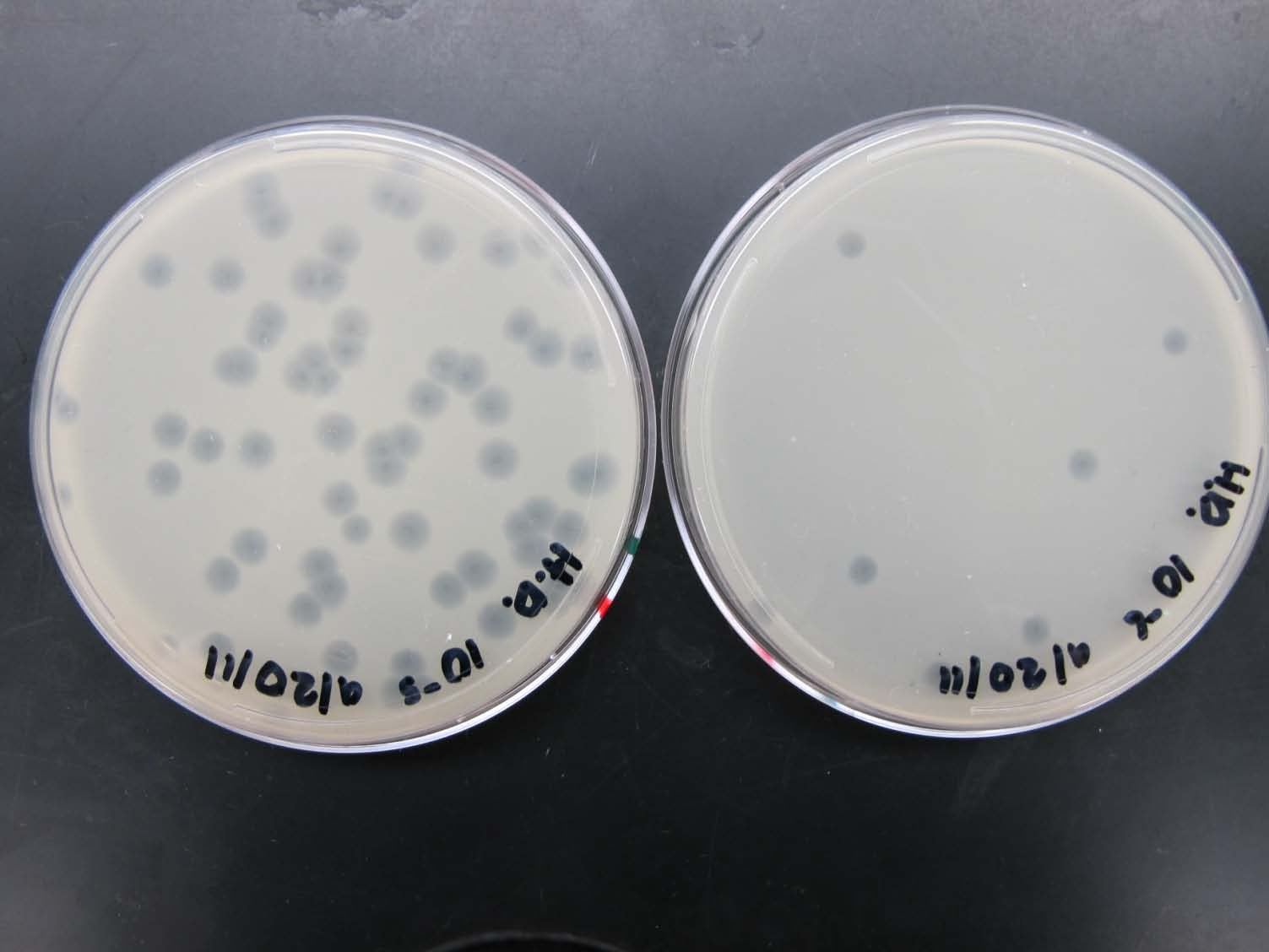 Apenas células infectadas por vetor+inserto formarão placas bacterianas (regiões de ciclo lítico), quando suspensões diluídas de fagos forem