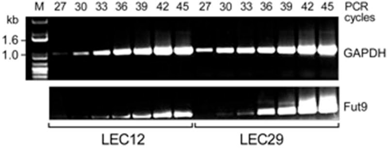 RT-PCR semi-quantitativo: estima o nível de expressõ gênica Fase logaritmica = usada para quantificação relativa