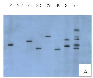 Exemplo de resultado de Southern-blot Plantas de arroz transformadas com gene da glioxalase I