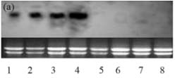 Exemplo de resultado de northern-blot Cre gene expression in different parts of transgenic and non-transgenic plants; lanes 1-4 showing