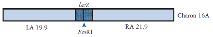 Alguns vetores podem trazer o gene LacZ completo (LacZ) ou parcial (LacZ ) Vetor lambda Charon 16A A célula