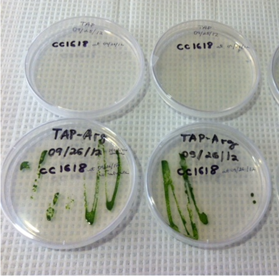 Microalga Chlamydomonas reinhardtii auxotrófica para