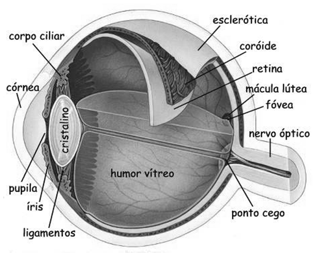 visual Dos neurónios à percepção A acuidade visual A Teoria dos dois factores Interacção no