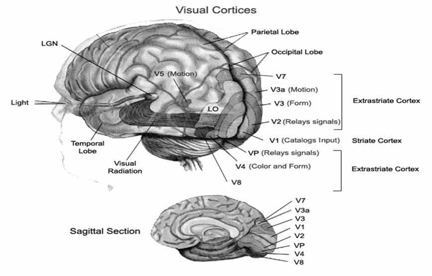 Sinais do tronco cerebral (atenção e alerta) o NGL provavelmente ajuda o sistema visual a focar sua atenção na informação mais importante e ativa o sistema de alerta por exemplo
