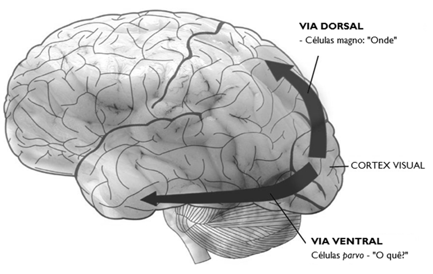 out-14 25 Dos neurónios à percepção Organização colunar do córtex visual; Níveis colunares especializados nos diversos conteúdos visuais (cor, movimento, orientação, etc.