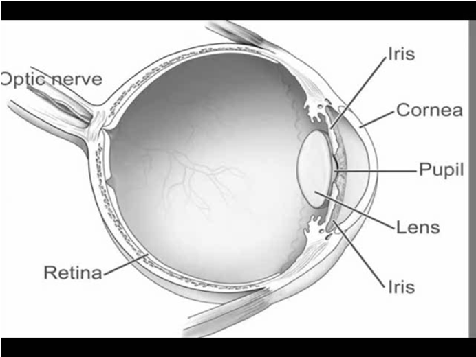 A retina Três camadas de células nervosas 1. Células receptoras Cones Bastonetes 2. Células de interacção lateral Células horizontais Células amácrinas 3.