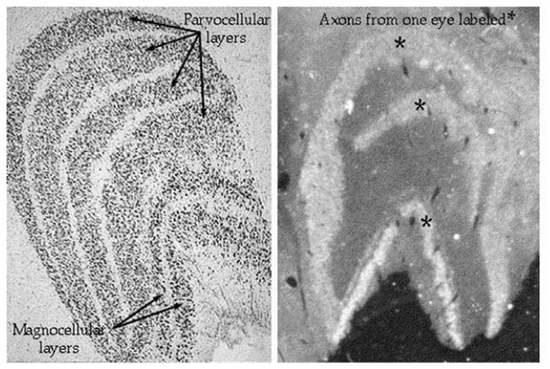out-14 17 Organização retinotópica O mapa de localização no NGL é igual ao local no campos receptivos de retina; Os campos receptivos de neurônios adjacentes uns