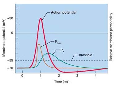 Potencial de acção Alteração transitória do potencial membranar (~100 mv). Envolve alterações na permeabilidade iónica da membrana.