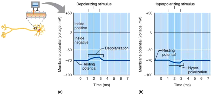 Alteração da permeabilidade a um ião Alteração nas concentrações dos iões Alterações no potencial de repouso