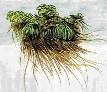 Figura 59.35- Orelha de onça Lentilha de água É uma especie de planta despoluidora. No Brasil existem 13 especies de lemnáceas.
