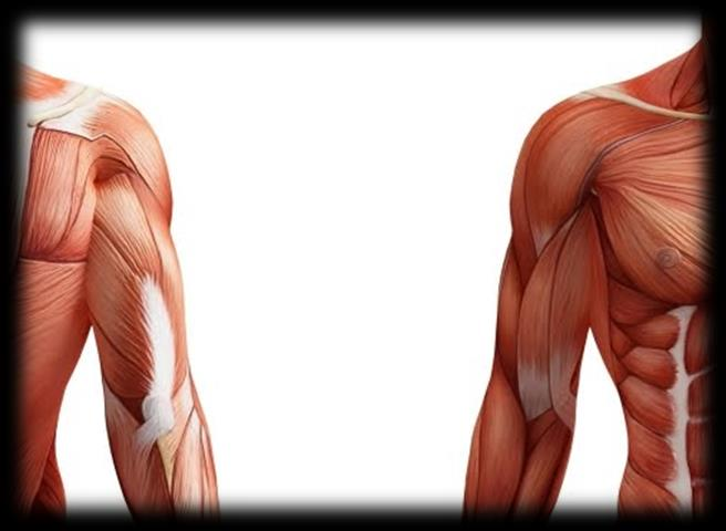 Bíceps e Tríceps Trabalhar com os braços fletidos faz com o bíceps fique constantemente contraído e o tríceps, por sua