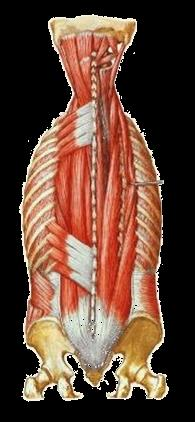 Eretores da espinha e lombar Eretores da espinha é um conjunto de músculos que margeiam a coluna vertebral e são